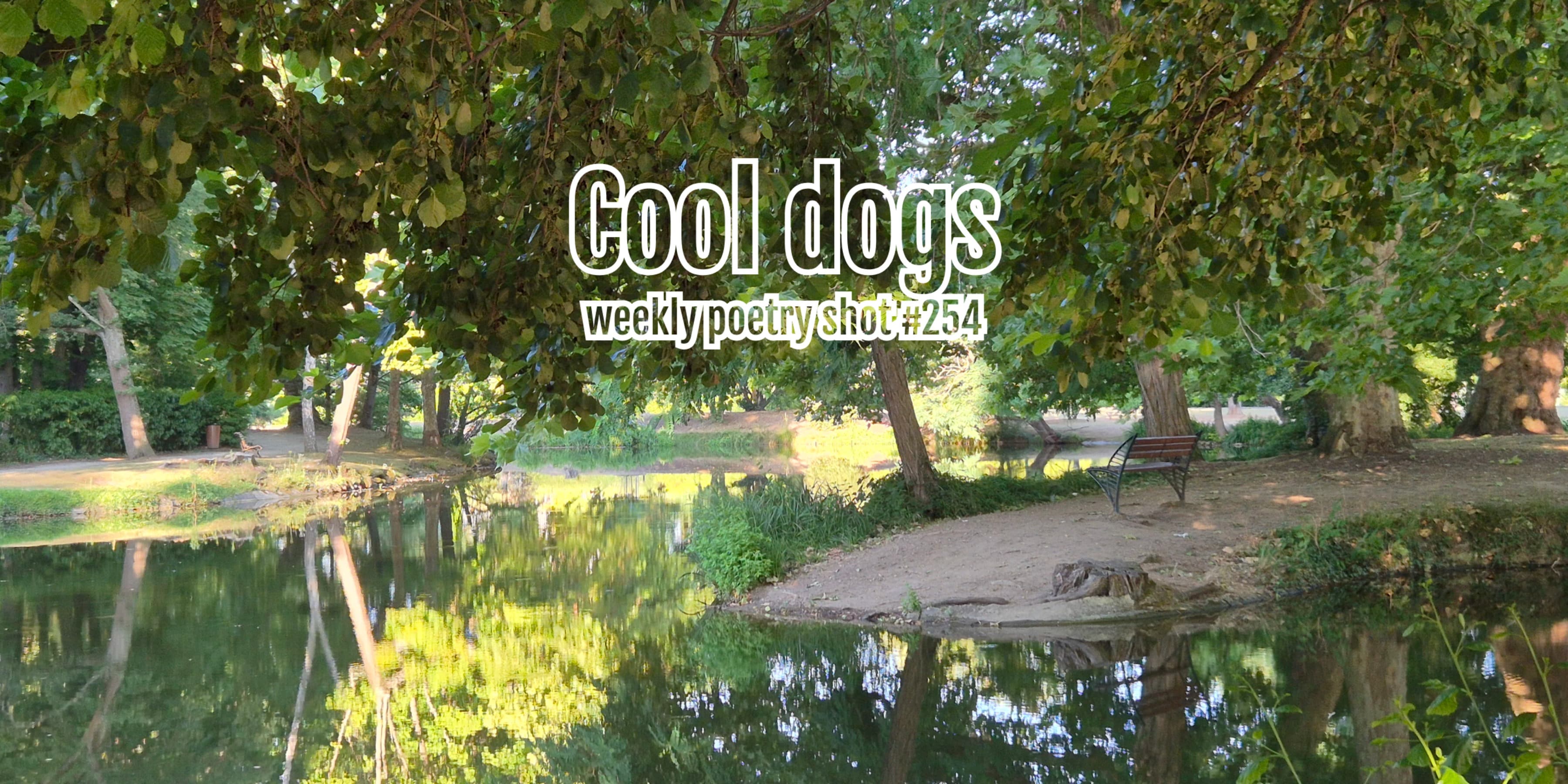 Discover card cover image