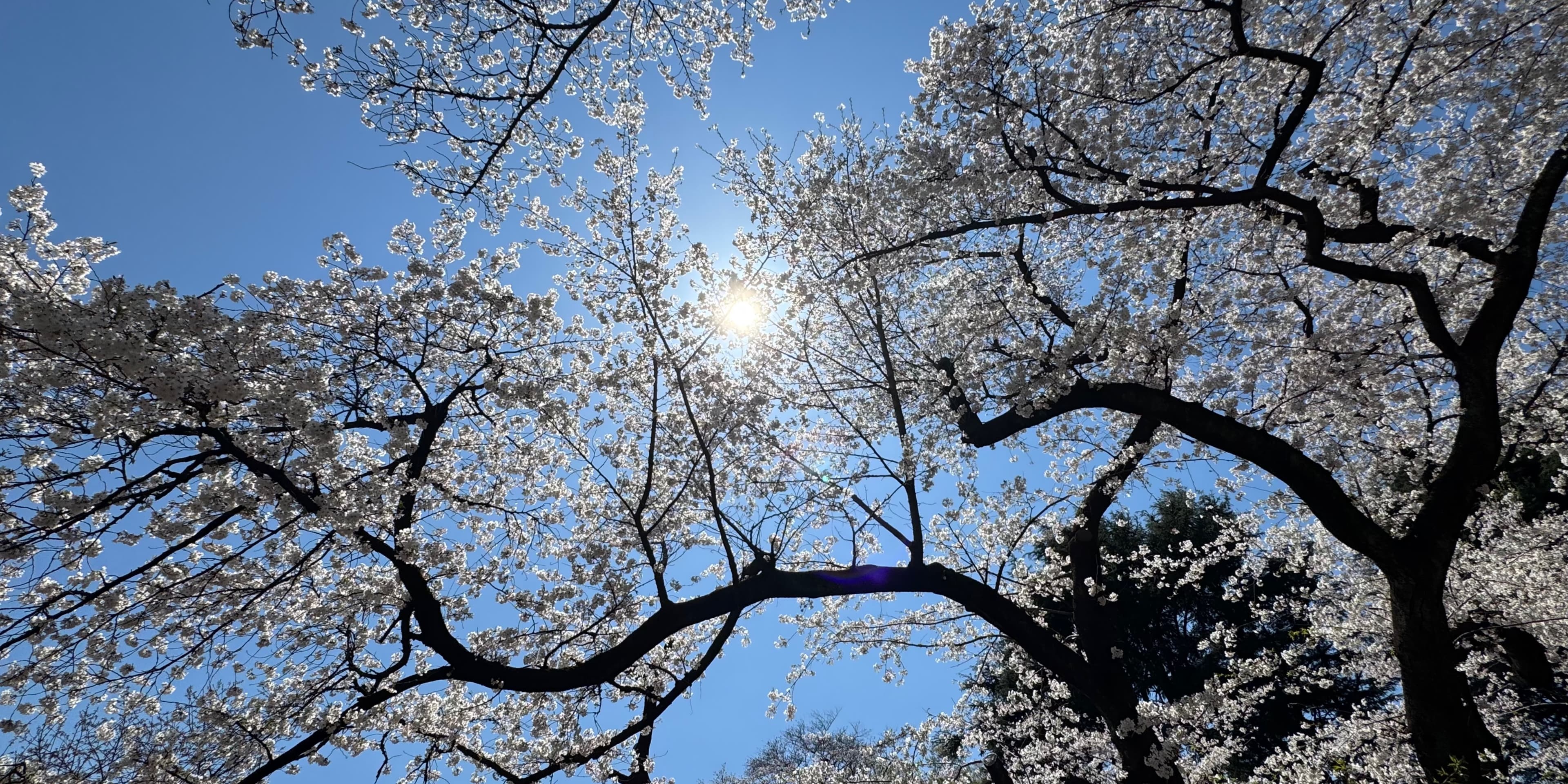 Discover card cover image