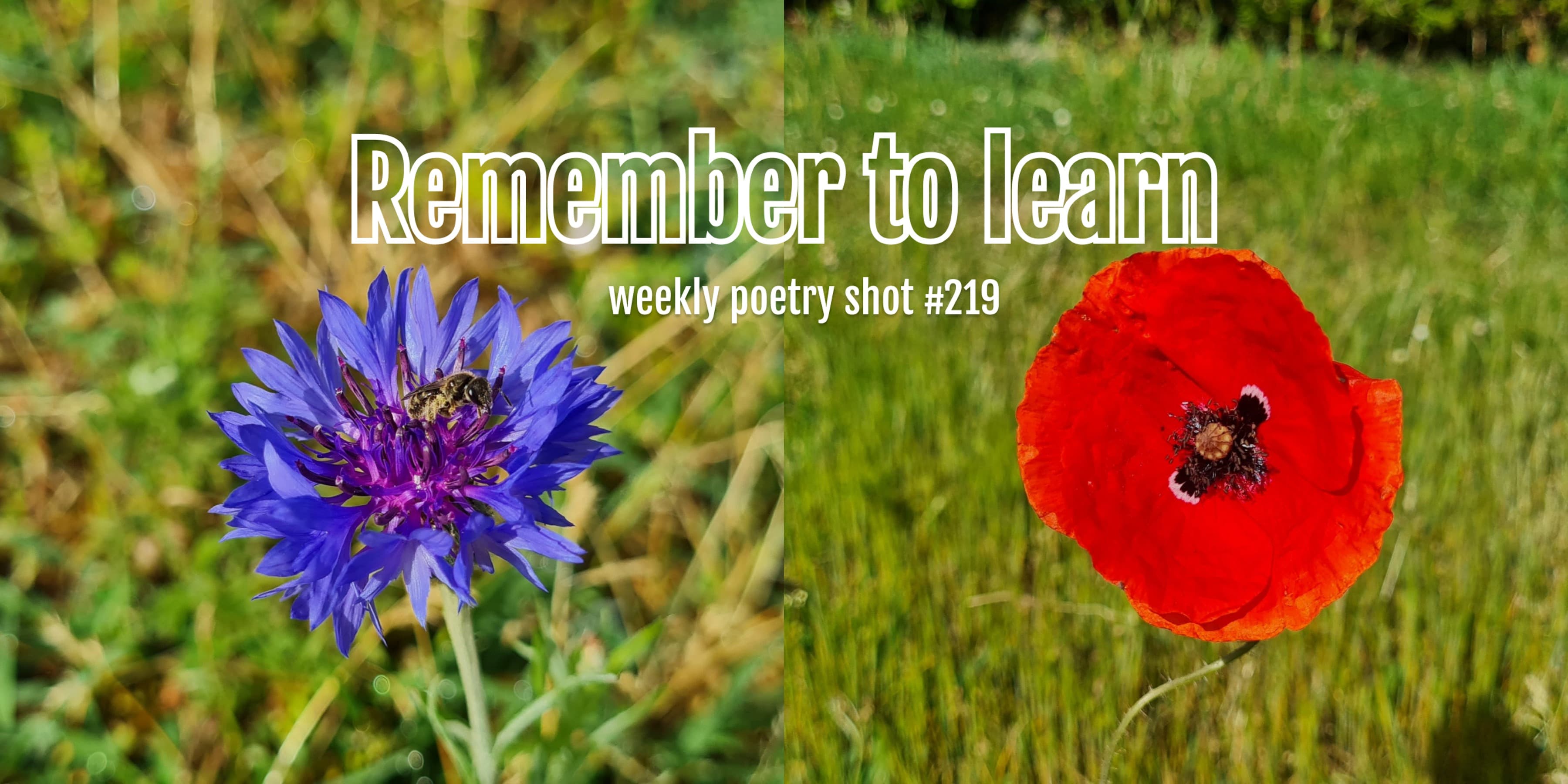 Discover card cover image